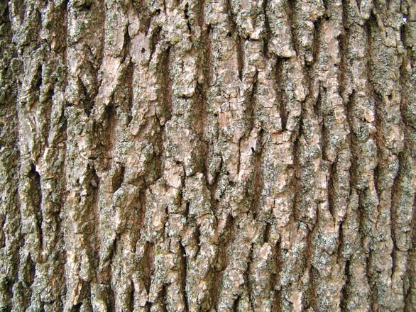 boomschors arbol corteza innovations árbol wildgame bewerkt jaren worden